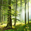 Xxl Wandbild Sonniger Morgen Im Wald Panorama Zoom