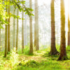 Xxl Wandbild Waldbach Im Sonnenschein Hochformat Zoom