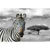 Xxl Wandbild Zebra In Afrika Querformat Motivvorschau