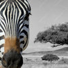 Xxl Wandbild Zebra In Afrika Querformat Zoom